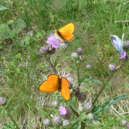 Appartement Haus Pia *